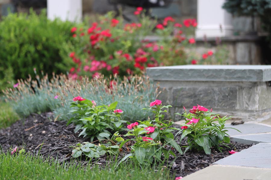 Close-up of pink flowers that have been planted by a stone walkway